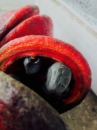 Close-up of red rose