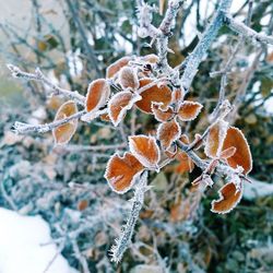 Close-up of frozen tree during winter