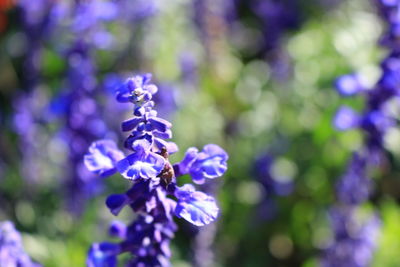 Close-up of lavender blooming outdoors