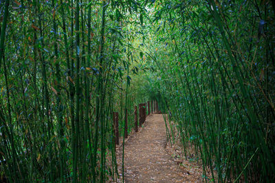 Trees in forest