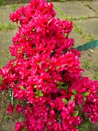 Close-up of red flowers