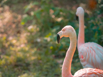 Close-up of bird