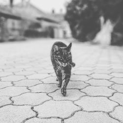 Close-up portrait of cat