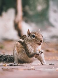 Close-up of squirrel eating