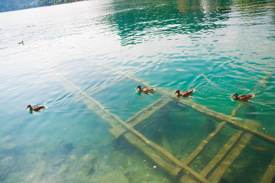 High angle view of ducks swimming on lake