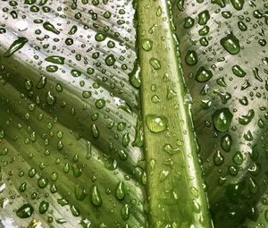 Full frame shot of raindrops on leaf