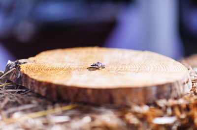 Close-up of insect on tree stump