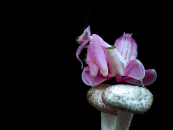 Close-up of pink rose against black background