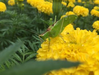 Close-up of insect on yellow flower