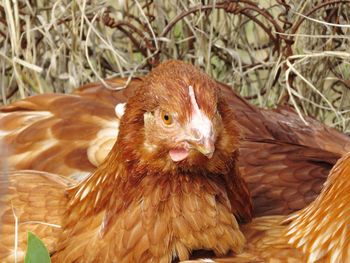 Close-up of a bird