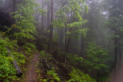 Scenic view of forest