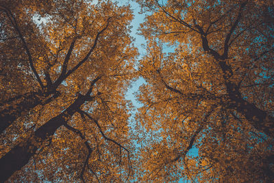 Low angle view of trees during autumn