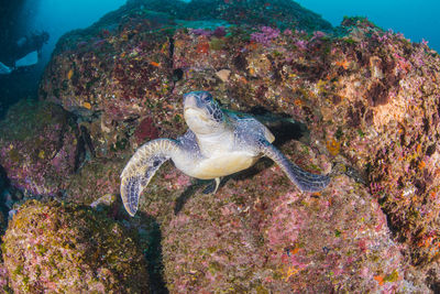 Green sea turtle swimming in hachijojima