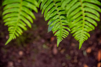 Close-up of fern leaves