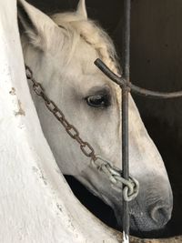 Close-up of a horse