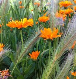 Close-up of orange poppy flowers blooming on field