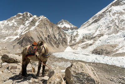 Horse standing on mountain