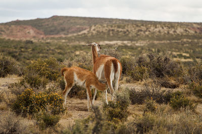 Llamas amidst bush on field