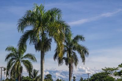 Low angle view of palm trees against sky