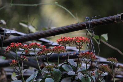 Close-up of plant against blurred background