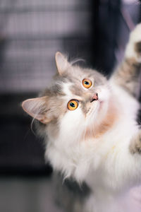 Close-up portrait of white cat