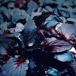 Close-up of autumn leaves in water