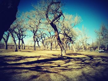 Bare trees on landscape