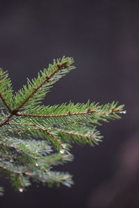 Close-up of fern leaves