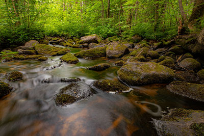 Stream flowing through rocks in forest