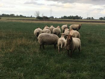 Flock of sheep on field