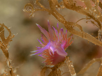Close-up of coral in sea