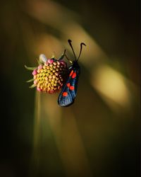 Close-up of butterfly pollinating on flower