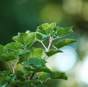 Close-up of insect on plant