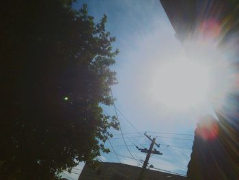 Sun shining through trees