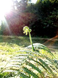 Close-up of fresh green plant against bright sun