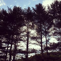 Low angle view of trees against sky