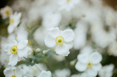 Close-up of white cherry blossom