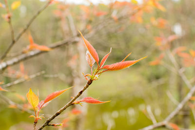 Close-up of red leaves on plant during autumn