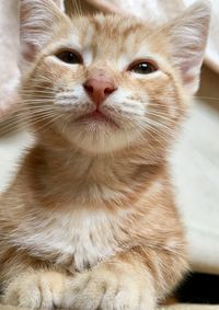 10 week old ginger tabby cat kitten