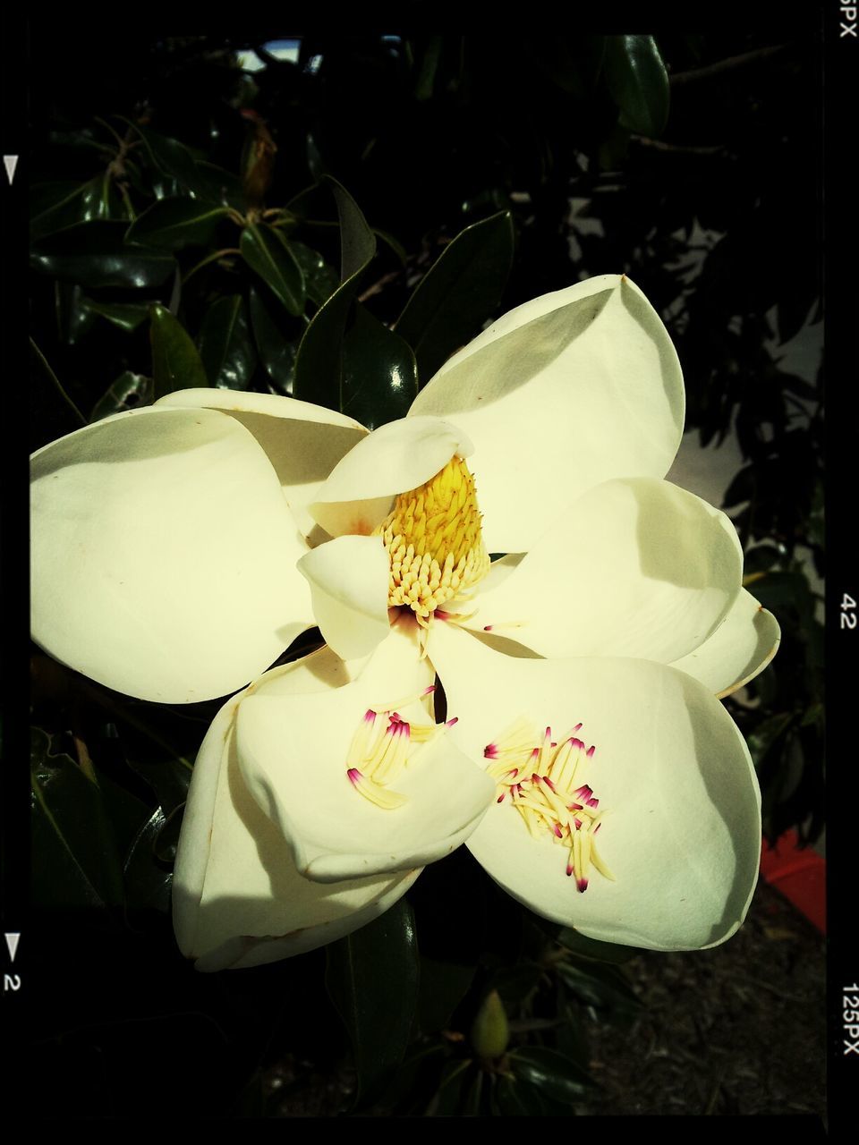 flower, petal, freshness, flower head, fragility, white color, growth, beauty in nature, blooming, close-up, nature, focus on foreground, white, plant, in bloom, leaf, blossom, pollen, stamen, high angle view