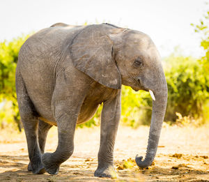 Close-up of elephant on field