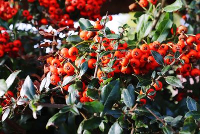 Close-up of red berries growing on tree