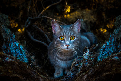 Close-up portrait of cat in natural environment 