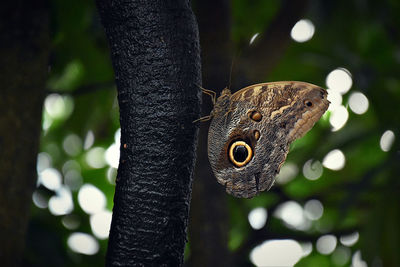Close-up of butterfly on tree trunk