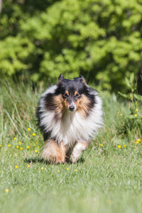 Tricolor adorable shetland sheepdog - sheltie running towards camera