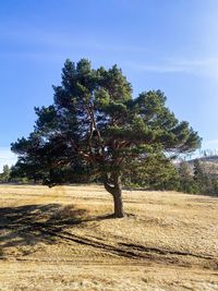 Trees on field against blue sky