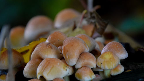 Close-up of mushrooms