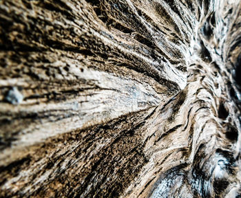 Full frame shot of tree trunk