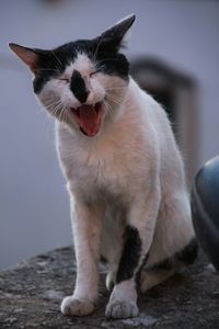 Stray cat yawning