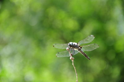 Close-up of dragonfly